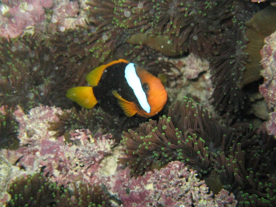 Dive Photos/2009-07 Great Barrier Reef/img_0915.jpg